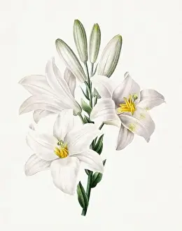 Lilies, Lilium Candidum. Beautiful flower illustration. Antique Botanical art by Pierre Joseph Redouté. Circa 1833