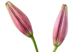 Lilies Prints: Lilium Asiatic lily Flower buds June