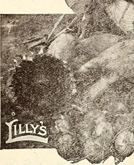 Lilly's complete annual : bee supplies spray materiels poultry supplies fertilizers seeds