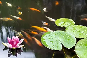 Goldfish Prints: Lily Pad Leaf and Pink Flower Floating in Koi Fish Pond