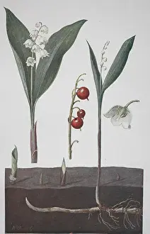 Homeopathy Prints: Lily of the valley, Convallaria majalis, historical illustration, 1880