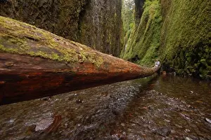Basalt Prints: Out on a limb, a tired hiker relaxes amongst one of the dramatic canyons in the Columbia River Gorge