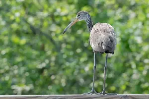White Lake Prints: Limpkin (Aramus guarauna) flying over forest lake, Fort Bend County, Texas, USA