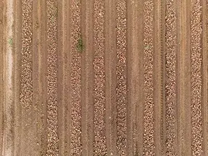 Tire Tracks Prints: Lines and patterns on an onion field with onions at harvest as an aerial view