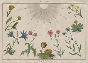 Baron Prints: LINNAEUS FLOWER CLOCK: Horloge de Flore I. Horologium Florae, old print 1833
