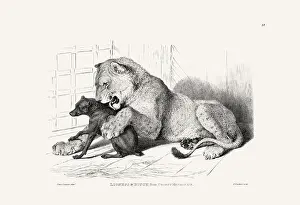 Panther Prints: Lion and Dog illustration. Plate from a vintage book of engravings by Sir Edwin Landseer