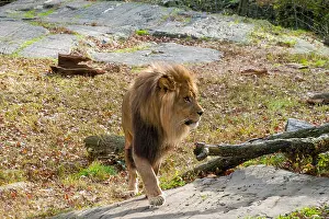 Mane Prints: Lion Exhibit, The Bronx Zoo, Wildlife Conservation Society, Bronx Park, Bronx, NYC