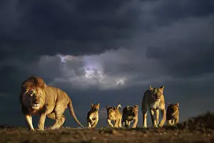 Lioness Prints: Lion family and stormy sky Masai Mara Kenya