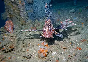 Thickets Prints: Lion fish among corals at the bottom of the Gulf of Oman in Fujairah, United Arab Emirates