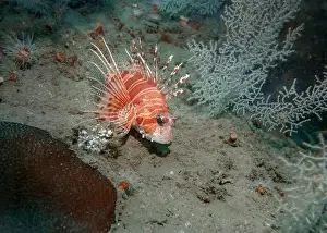 Fujairah Prints: Lion fish hunting at the bottom of the Gulf of Oman in Fujairah, United Arab Emirates