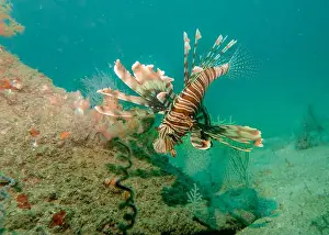 Fujairah Prints: Lion fish hunting at the bottom of the Gulf of Oman in Fujairah, United Arab Emirates
