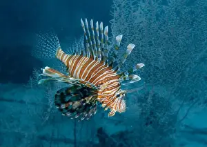 Fujairah Prints: Lion fish hunting at the bottom of the Gulf of Oman in Fujairah, United Arab Emirates