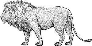 Alpha Prints: Lion illustration, drawing, engraving, ink, line art, vector