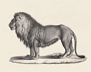 Lioness Prints: Lion illustration. Pencil sketch of a lion isolated on an aged beige background