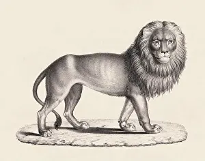 Lioness Prints: Lion illustration. Pencil sketch of a lion isolated on an aged beige background