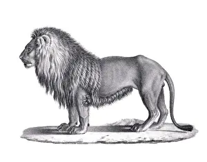Lioness Prints: Lion illustration. Pencil sketch of a lion isolated on a plain white background