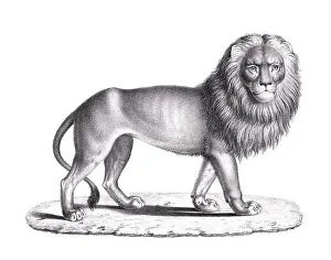 Lioness Prints: Lion illustration. Pencil sketch of a lion isolated on a plain white background