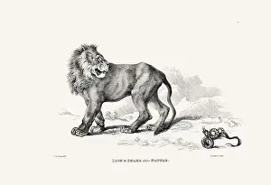 Panther Prints: Lion illustration. Plate from a vintage book of engravings by Sir Edwin Landseer