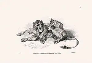 Panther Prints: Lion illustration. Plate from a vintage book of engravings by Sir Edwin Landseer