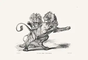 Panther Prints: Lion illustration. Plate from a vintage book of engravings by Sir Edwin Landseer