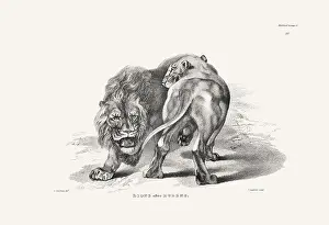 Panther Prints: Lion illustration. Plate from a vintage book of engravings by Sir Edwin Landseer