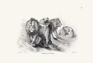 Panther Prints: Lion illustration. Plate from a vintage book of engravings by Sir Edwin Landseer