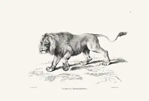 Panther Prints: Lion illustration. Plate from a vintage book of engravings by Sir Edwin Landseer