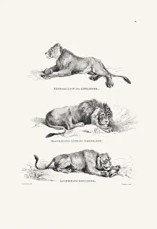 Panther Prints: Lion illustration. Plate from a vintage book of engravings by Sir Edwin Landseer