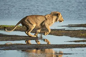 Lion jumping accross water, Panthero leo, Liuwa Plain National Park, Zambia
