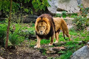 Jungles Prints: Lion in jungle forest in nature