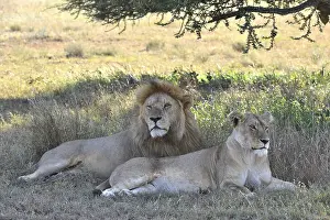 Lioness Prints: The lion and lioness have a rest in an acacia shade