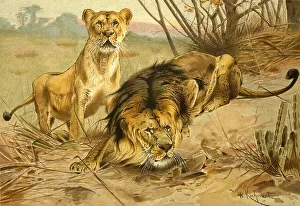 Lioness Prints: Lion and Lioness in the wild. Frontispiece from the book Royal Natural History Volume 1 Edited by Richard Lydekker