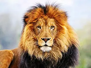Lioness Prints: The lion is a muscular, broad-chested cat with a short
