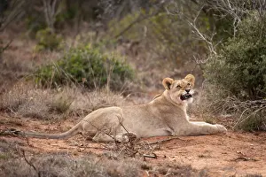 Eastern Cape Prints: Lion (Panthero leo), Shamwari Game Reserve, Eastern Cape, South Africa