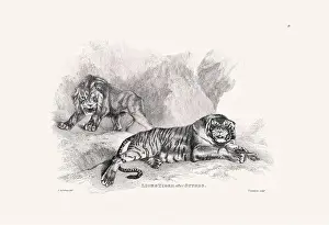 Panther Prints: Lion and Tiger illustration. Plate from a vintage book of engravings by Sir Edwin Landseer