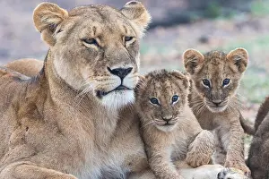 Lioness Prints: Lioness with two cubs fondling and two cubs looking in to the camera