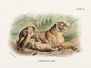 Serval Prints: Lioness and Cubs. Vintage illustration of a wild cat from a 19th-century natural history book detailing feline species