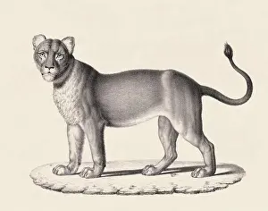 Lioness Prints: Lioness illustration. Pencil sketch of a lioness isolated on an aged beige background