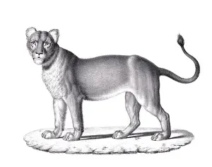 Lioness illustration. Pencil sketch of a lioness isolated on a plain white background