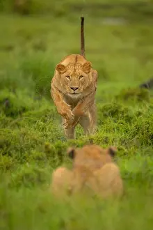 Lies Prints: A lioness jumps towards her sister lying in wet grass