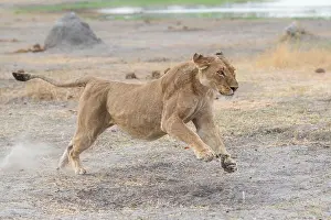 Botswana Prints: Lioness, (Panthera leo), runs along the Khwai river