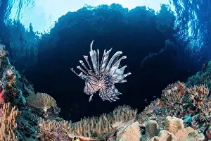 Deadly Prints: A lionfish hovers over a reef, Raja Ampat, Indonesia