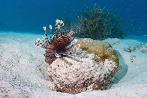 Spiky Prints: A lionfish perched on a rock underwater