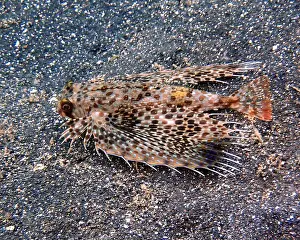 Lion Fish Prints: Lionfish, Pterois Deep Sea Exploration 2025