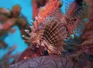 Lion Fish Prints: Lionfish, Pterois Deep Sea Exploration 2025
