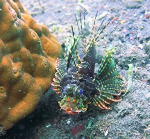 Lion Fish Prints: Lionfish, Pterois Deep Sea Exploration 2025