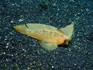 Lion Fish Prints: Lionfish, Pterois Deep Sea Exploration 2025