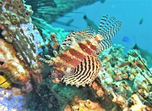 Lion Fish Prints: Lionfish, Pterois Deep Sea Exploration 2025