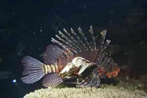 Lion Fish Prints: Lionfish, Pterois Deep Sea Exploration 2025