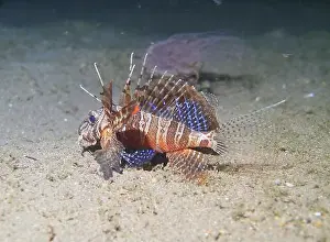 Lion Fish Prints: Lionfish, Pterois Deep Sea Exploration 2025